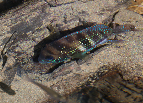Blue acara (Andinoacara coeruleopunctatus) — Cichlidae — 3