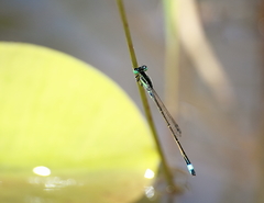 Ischnura senegalensis