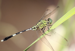 Orthetrum sabina