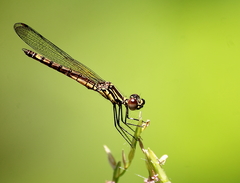 Libellago lineata