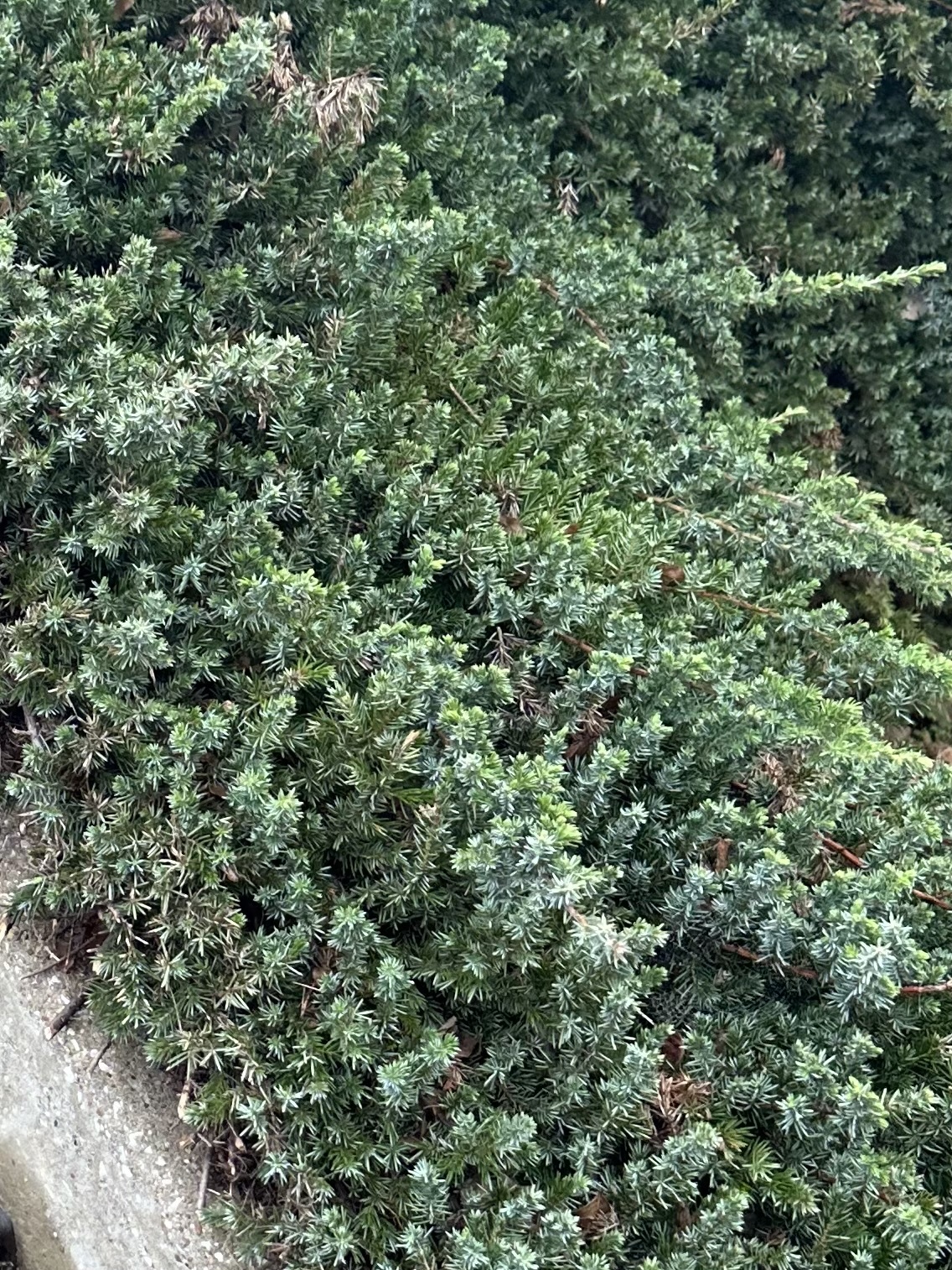 Imagem de Tuia-chinesa