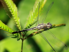 Diplacodes trivialis