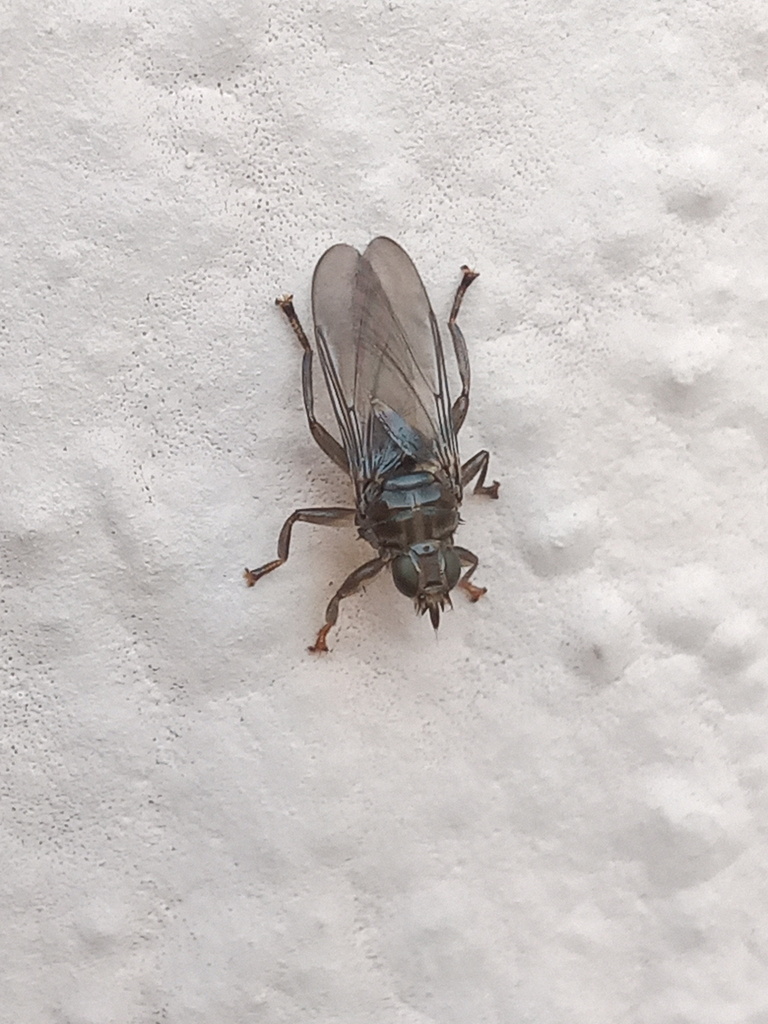 Microlynchia pusilla