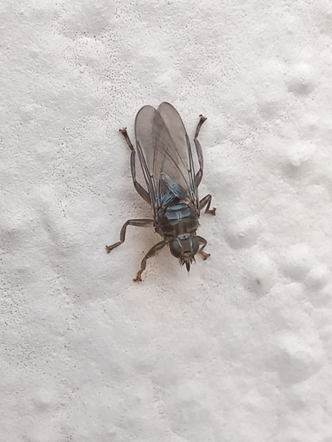 Microlynchia pusilla