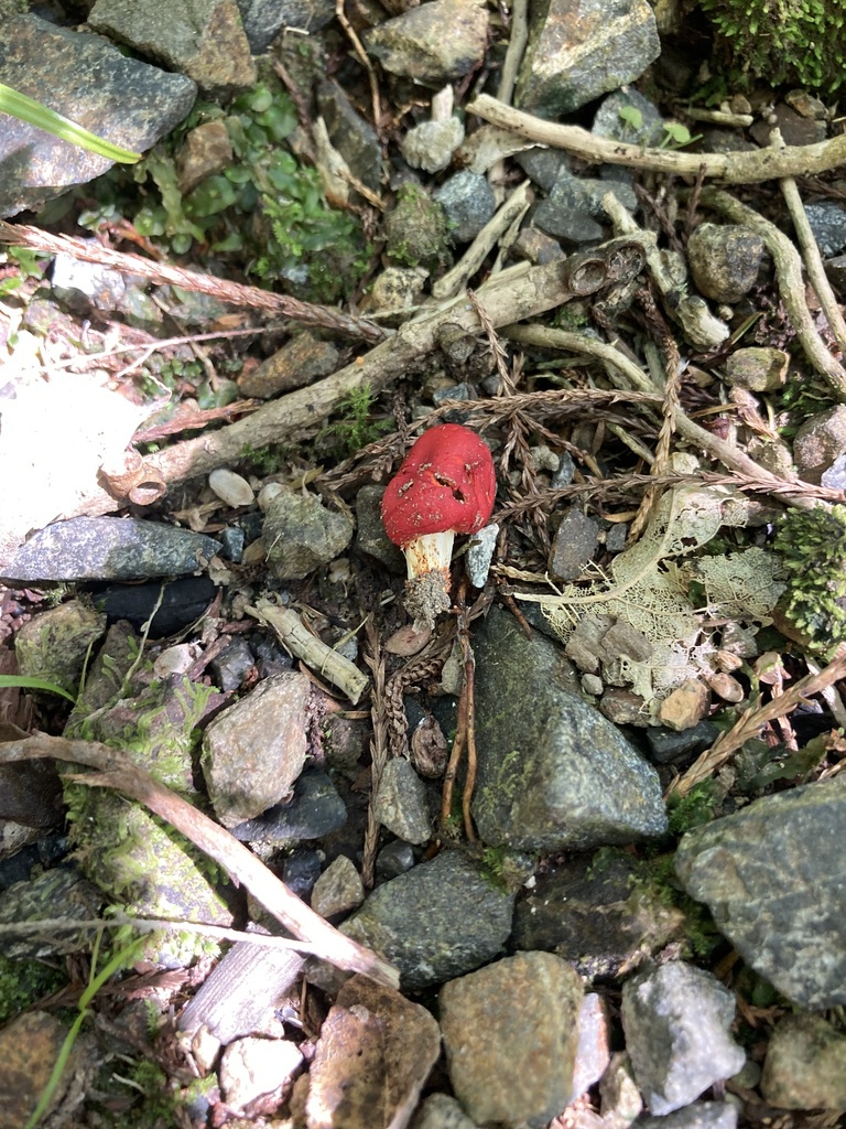 Leratiomyces erythrocephalus · February 2025 · photo: © berardom (iNaturalist, cc-by)