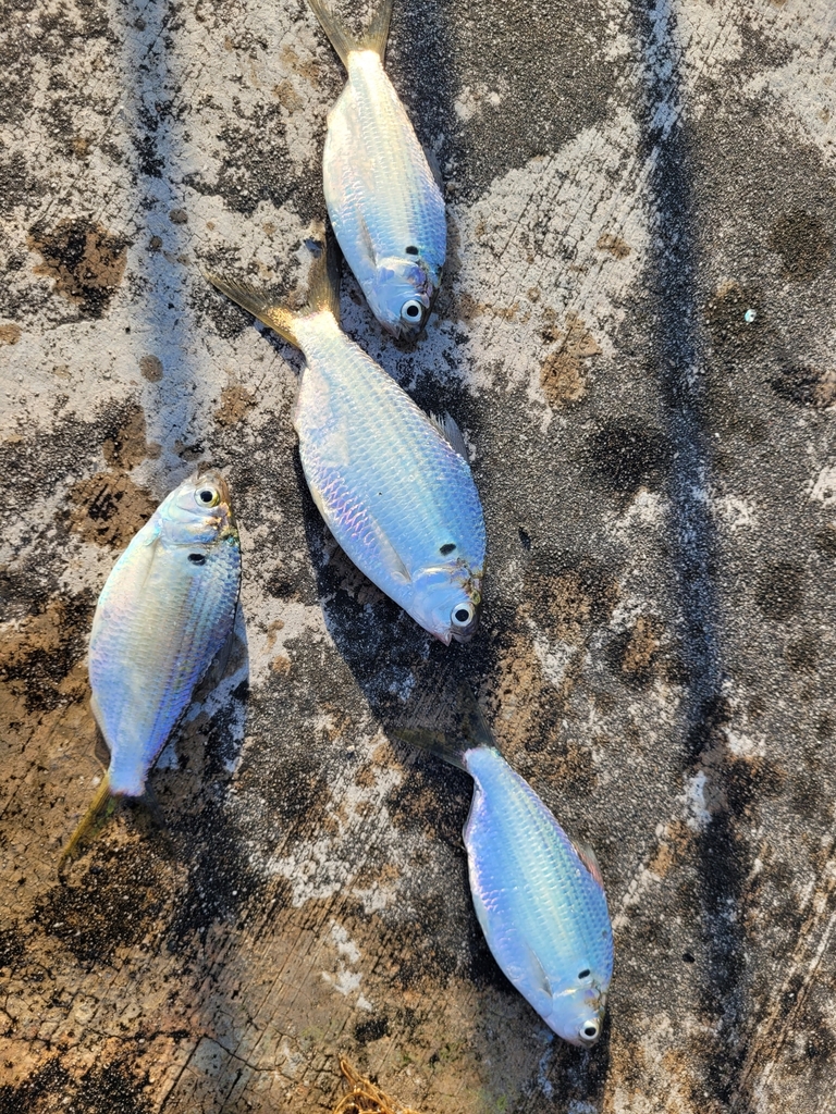 Bony bream (Anodontostoma chacunda) — Clupeidae