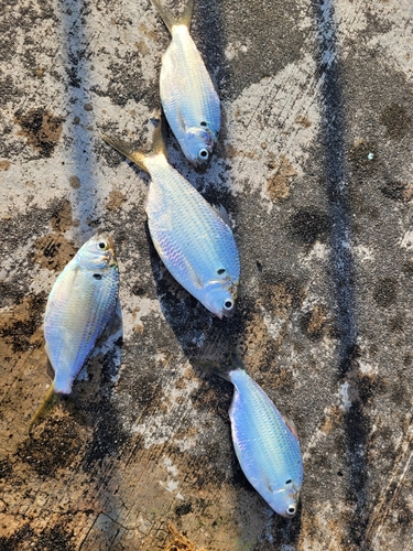 Bony bream (Anodontostoma chacunda) — Clupeidae