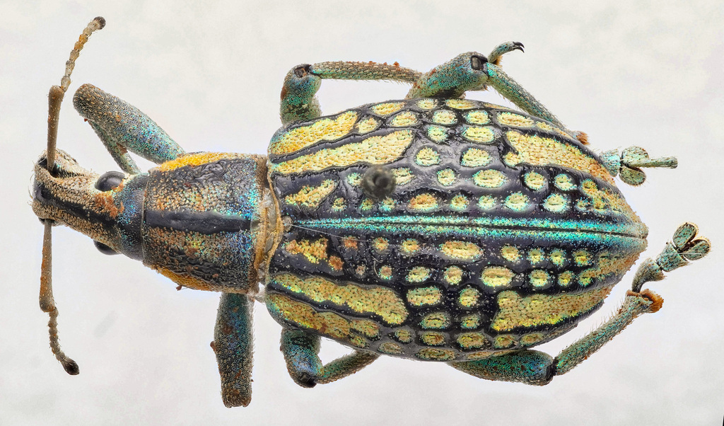 Celebia merrillei