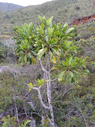 Myodocarpus involucratus observed 2025-02-01
