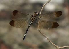 Macrothemis inequiunguis