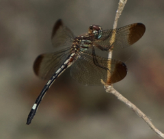 Macrothemis inequiunguis