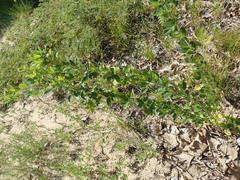 Lespedeza stuevei