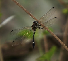Macrothemis inequiunguis