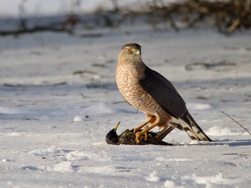 Cooper's Hawk