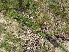 Lespedeza stuevei