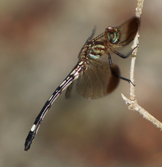 Macrothemis inequiunguis