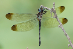 Macrothemis inequiunguis