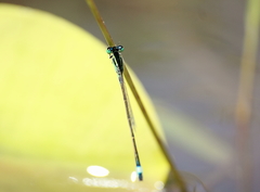 Ischnura senegalensis