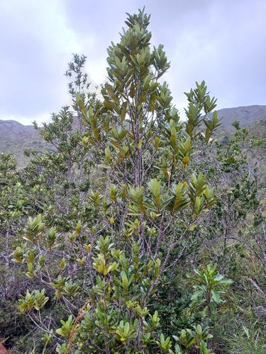 Calophyllum caledonicum observed 2025-02-01