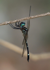 Macrothemis inequiunguis
