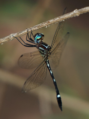 Macrothemis inequiunguis