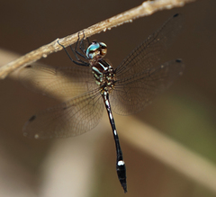 Macrothemis inequiunguis