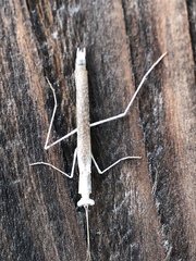 Litaneutria pacifica