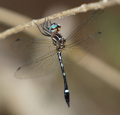 Macrothemis inequiunguis