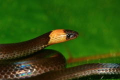 Gray Ground Snake photo 1