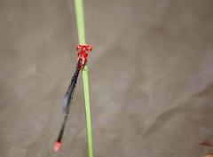 Pseudagrion pilidorsum declaratum