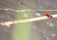 Pseudagrion pilidorsum declaratum