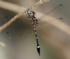 Macrothemis inequiunguis
