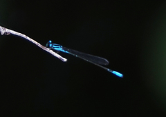 Acanthagrion quadratum