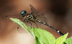 Macrothemis inequiunguis