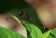Macrothemis inequiunguis