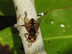 Parhelophilus rex