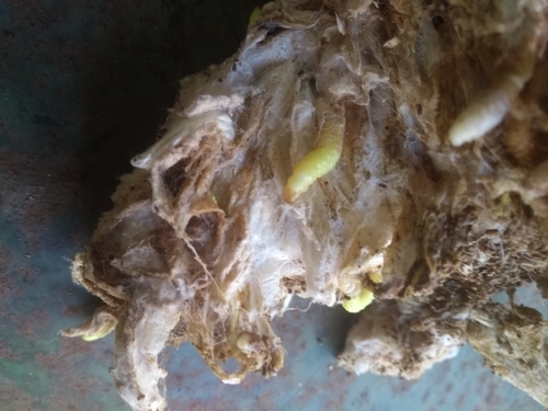 Bee Moth, photo 2 of 10