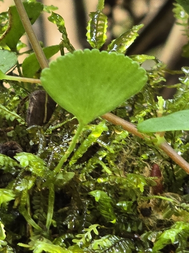 Image of Elaphoglossum peltatum by (c) Alan Rockefeller, some rights reserved (CC BY)