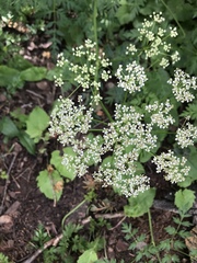 Conioselinum