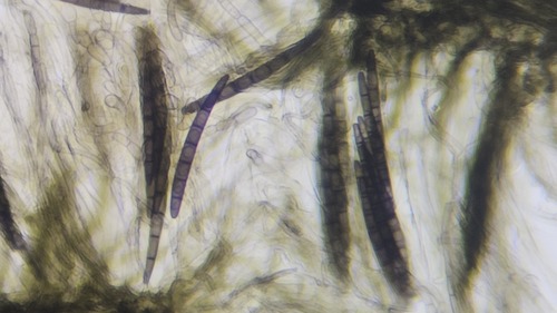 Geoglossum (Photo 12 of 22)
