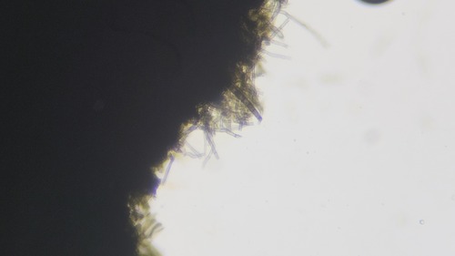 Geoglossum (Photo 17 of 22)