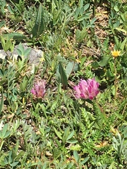 Trifolium parryi