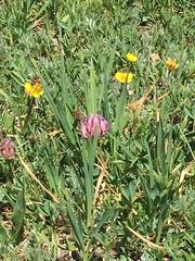 Trifolium parryi