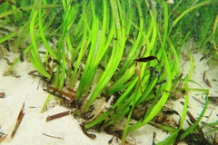 Posidonia australis