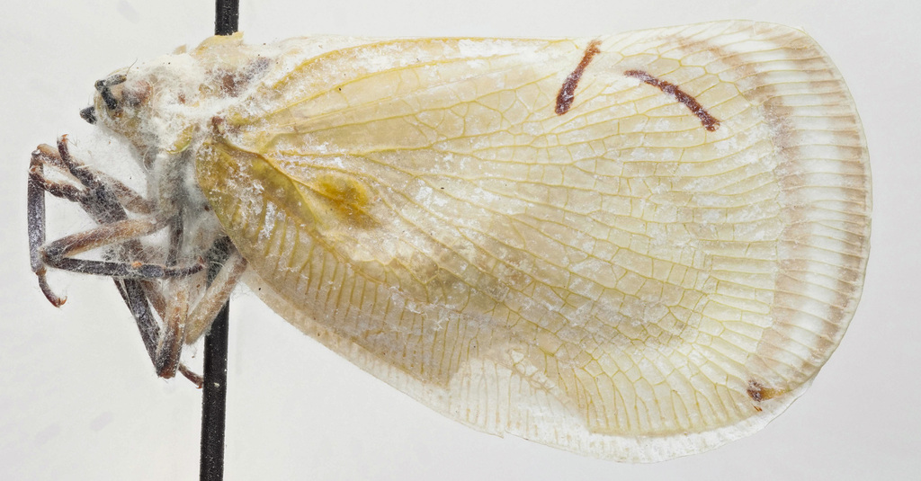 Cerynia bilineata