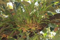 Oncidium reflexum, photograph Carlos Domínguez-Rodríguez, CC BY, iNaturalist via GBIF