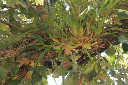 Oncidium reflexum, photograph 5