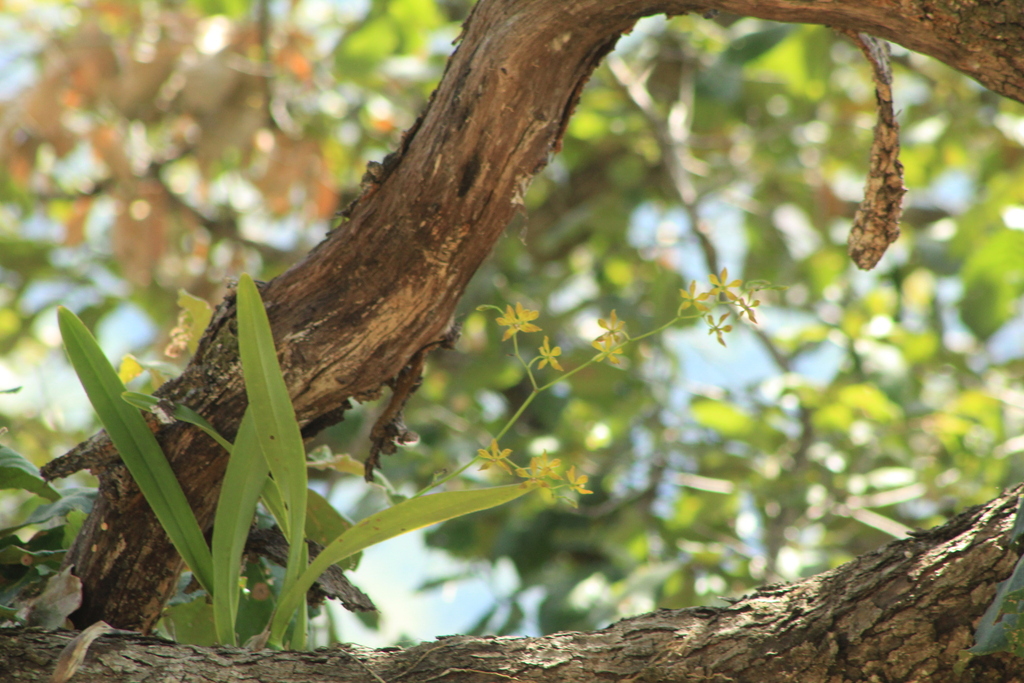 Encyclia rzedowskiana Soto Arenas 2