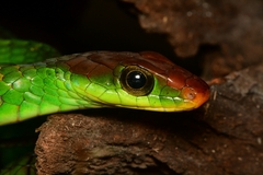 Yellow-Headed Sipo photo 2