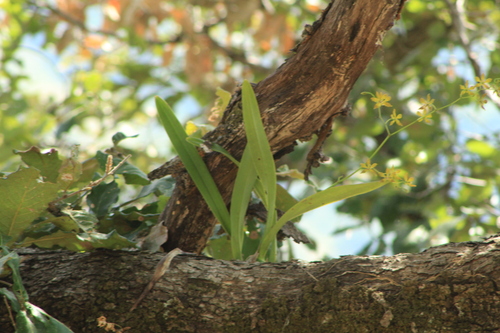 Encyclia rzedowskiana, photograph 4